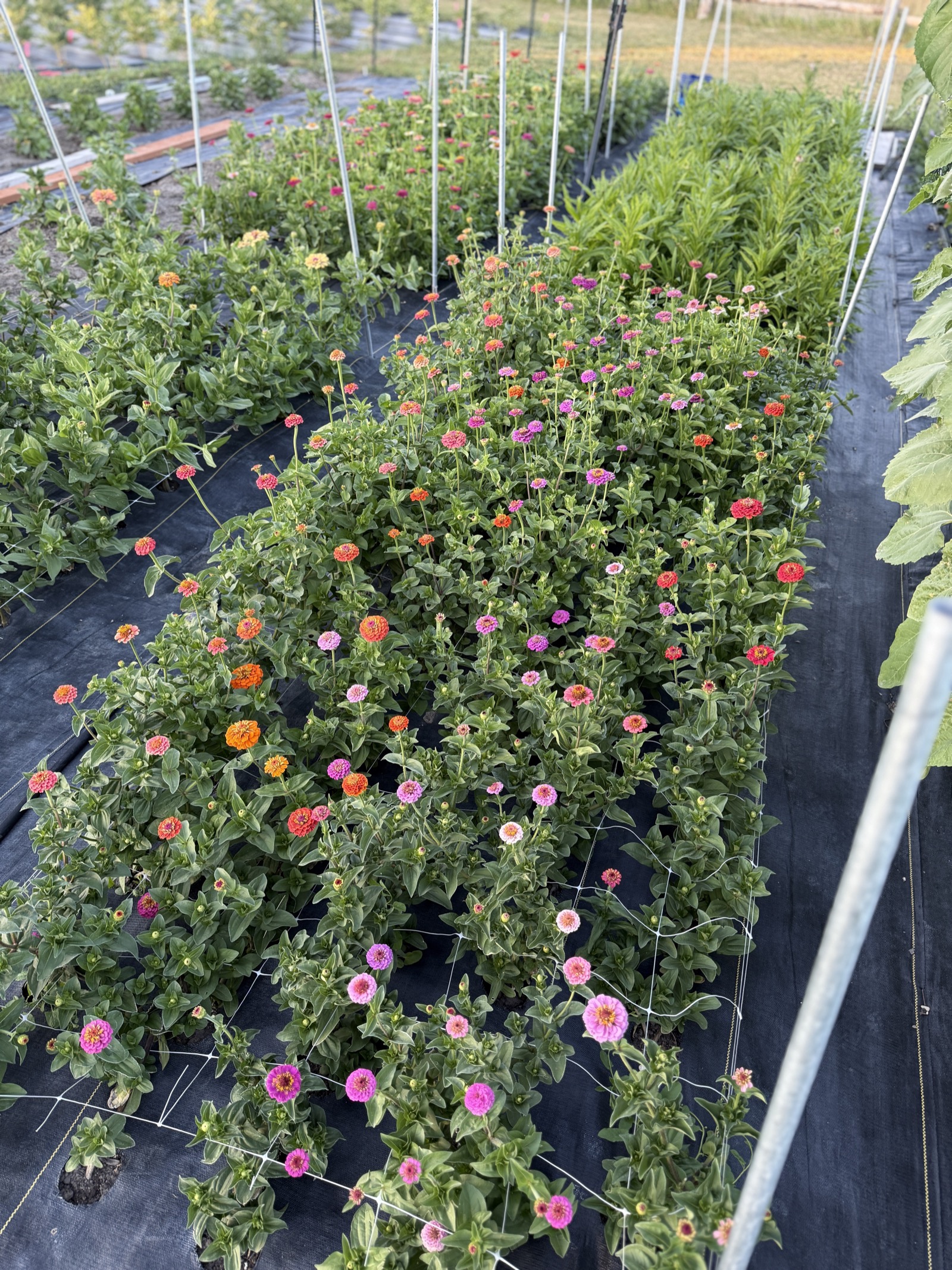 Fresh blooms from the farm
